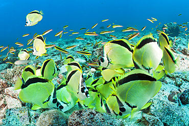 Shoal of Barberfish feeding on eggsmass, Johnrandallia nigriostris, La Paz, Baja California Sur, Mexico