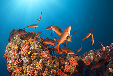 Schooling Pacific Creolefish, Paranthias colonus, La Paz, Baja California Sur, Mexico