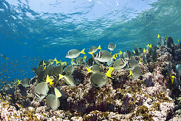 Shoal of Yellowtail Surgeonfish, Prionurus punctatus, La Paz, Baja California Sur, Mexico