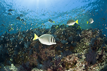 Shoal of Yellowtail Surgeonfish, Prionurus punctatus, La Paz, Baja California Sur, Mexico