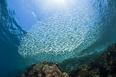 Shoal of Sardines, Sardinops sagax, La Paz, Baja California Sur, Mexico