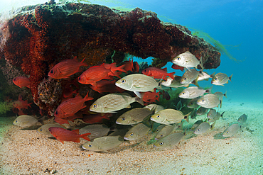 Spottail Grunts and Soldierfishes at Swanee Wreck, Haemulon maculicauda, La Paz, Baja California Sur, Mexico