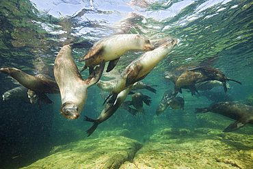 California Sea Lion, Zalophus californianus, La Paz, Baja California Sur, Mexico