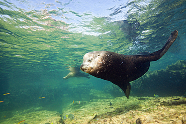 California Sea Lion Bull, Zalophus californianus, La Paz, Baja California Sur, Mexico