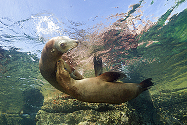 California Sea Lion, Zalophus californianus, La Paz, Baja California Sur, Mexico