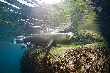 California Sea Lion, Zalophus californianus, La Paz, Baja California Sur, Mexico