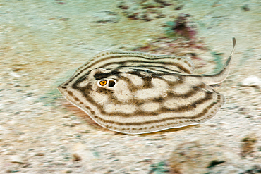 Bullseye Round Stingray, Urobatis concentricus, La Paz, Baja California Sur, Mexico