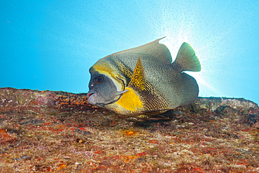 Cortez Angelfish at C-59 Wreck, Pomacanthus zonipectus, La Paz, Baja California Sur, Mexico