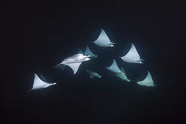 Munks Devil Ray feeding on plankton at night, Mobula munkiana, La Paz, Baja California Sur, Mexico