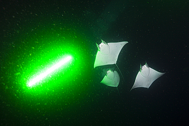 Munks Devil Ray feeding on plankton at night, Mobula munkiana, La Paz, Baja California Sur, Mexico