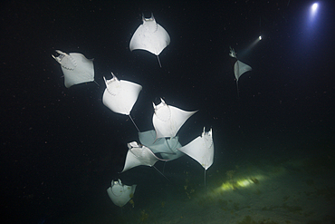 Munks Devil Ray feeding on plankton at night, Mobula munkiana, La Paz, Baja California Sur, Mexico