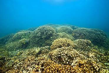 Stone Corals in Sea of Cortez, Pocillopora elegans, La Paz, Baja California Sur, Mexico