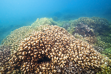 Stone Corals in Sea of Cortez, Pocillopora elegans, La Paz, Baja California Sur, Mexico