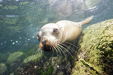 California Sea Lion, Zalophus californianus, La Paz, Baja California Sur, Mexico