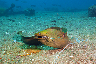 Panamic Green Moray Eel on hook, Gymnothorax castaneus, La Paz, Baja California Sur, Mexico