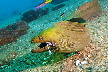 Panamic Green Moray Eel on hook, Gymnothorax castaneus, La Paz, Baja California Sur, Mexico