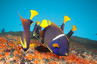 Cortez Angelfishes at Salvatierra Wreck, Holacanthus passer, La Paz, Baja California Sur, Mexico