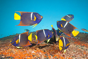 Cortez Angelfishes at Salvatierra Wreck, Holacanthus passer, La Paz, Baja California Sur, Mexico