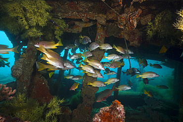 Amarillo Snapper at Salvatierra Wreck, Lutjanus argentiventris, La Paz, Baja California Sur, Mexico