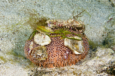 Toxic Sea Urchin, Toxopneustes roseus, La Paz, Baja California Sur, Mexico