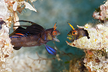 Gulf Signal Blennies in threatening posture, Emblemaria hypacanthus, La Paz, Baja California Sur, Mexico