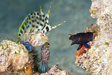 Elusive Signal Blennies in threatening posture, Emblemaria walkeri, La Paz, Baja California Sur, Mexico