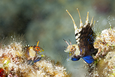 Elusive Signal Blennies in threatening posture, Emblemaria walkeri, La Paz, Baja California Sur, Mexico