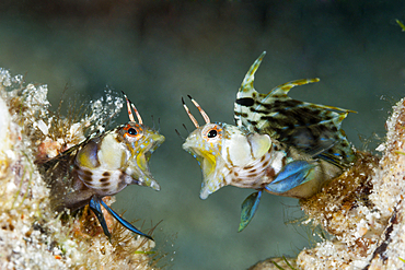 Elusive Signal Blennies in threatening posture, Emblemaria walkeri, La Paz, Baja California Sur, Mexico