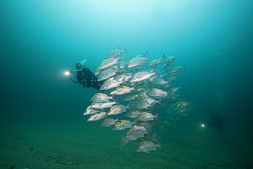 Scuba Diver and Dog Snapper, Lutjanus novemfasciatus, Cabo Pulmo, Baja California Sur, Mexico