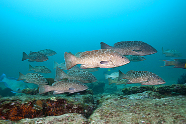 Shoal of Gulf Grouper, Mycteroperca jordani, Cabo Pulmo, Baja California Sur, Mexico