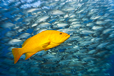 Gulf Grouper in yellow phase, Mycteroperca jordani, Cabo Pulmo, Baja California Sur, Mexico