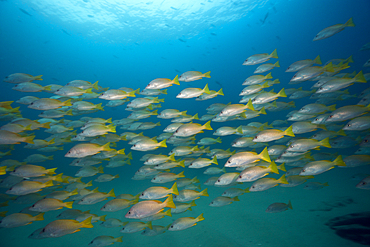 Shoal of Amarillo Snapper, Lutjanus argentiventris, Cabo Pulmo, Baja California Sur, Mexico