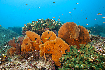 Seafan in Coral Reef, Cabo Pulmo, Baja California Sur, Mexico