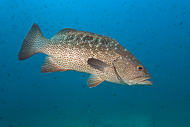 Gulf Grouper, Mycteroperca jordani, Cabo Pulmo, Baja California Sur, Mexico