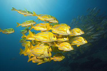 Shoal of Panamic Porkfish, Anisotremus taeniatus, Cabo Pulmo, Baja California Sur, Mexico