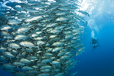 Shoal of Bigeye Trevally, Caranx sexfasciatus, Cabo Pulmo, Baja California Sur, Mexico