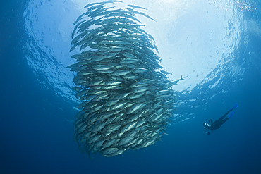 Shoal of Bigeye Trevally, Caranx sexfasciatus, Cabo Pulmo, Baja California Sur, Mexico