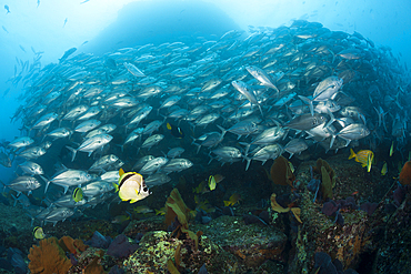 Shoal of Bigeye Trevally and Barberfishes, Caranx sexfasciatus, Cabo Pulmo, Baja California Sur, Mexico