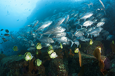 Shoal of Bigeye Trevally and Barberfishes, Caranx sexfasciatus, Cabo Pulmo, Baja California Sur, Mexico