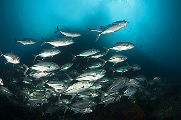 Shoal of Bigeye Trevally, Caranx sexfasciatus, Cabo Pulmo, Baja California Sur, Mexico