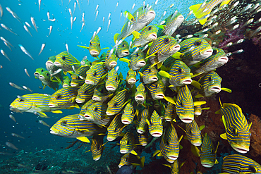 Shoal of Yellow-ribbon Sweetlips, Plectorhinchus polytaenia, Raja Ampat, West Papua, Indonesia