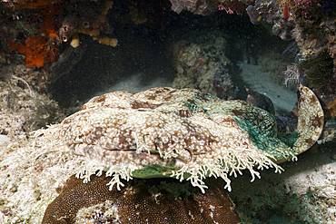 Tasselled Wobbegong, Eucrossorhinus dasypogon, Raja Ampat, West Papua, Indonesia