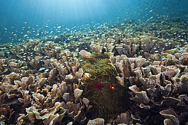 Hard Coral Colony, Echinopora pacificus, Raja Ampat, West Papua, Indonesia