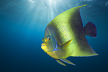 Semicircle Angelfish, Pomacanthus semicirculatus, Christmas Island, Australia