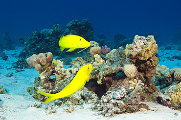 Pair of Goldspotted Goatfish, Parupeneus cyclostomus, Giftun Island, Red Sea, Egypt