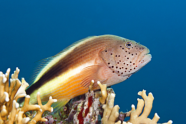 Blackside Hawkfish, Paracirrhites forsteri, Giftun Island, Red Sea, Egypt