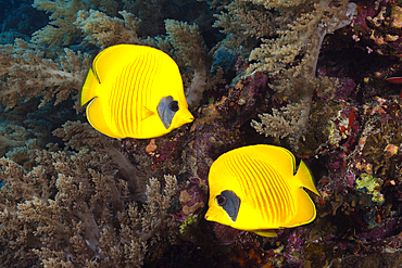 Pair of Masked Butterflyfish, Chaetodon semilarvatus, Giftun Island, Red Sea, Egypt