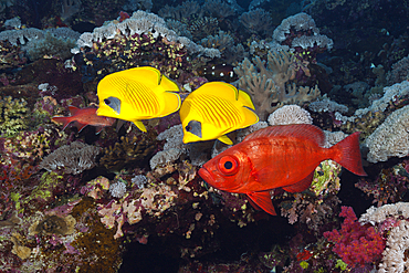 Pair of Masked Butterflyfish, Chaetodon semilarvatus, Giftun Island, Red Sea, Egypt