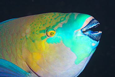 Rusty Parrotfish, Scarus ferrugineus, Giftun Island, Red Sea, Egypt