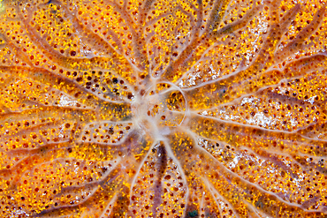 Sea Sponge Detail, Porifera, Giftun Island, Red Sea, Egypt